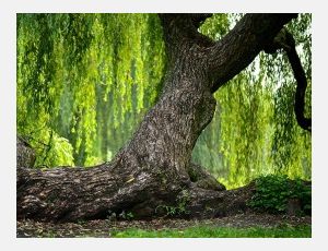 Salix - Blasorchester
