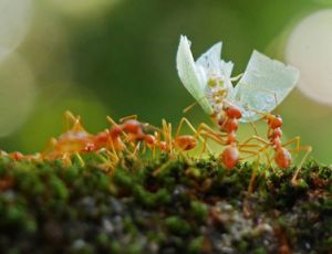 Teamspirit - Blasorchester