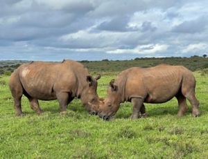 The Pearl of Africa - Blasorchester