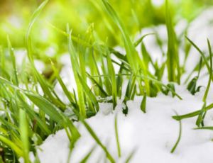 The Snow - Blasorchester