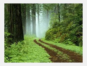 Woodland Scenery - Blasorchester