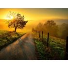 A New Day - Fanfare