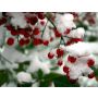 Drie Kerstliederen (Three Christmas Songs) - Ensemble