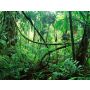 Jungle Fever - Blasorchester
